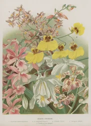 Gemischte Orchideen